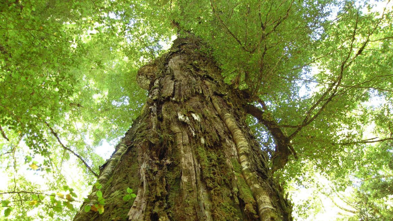 Beech Tree Lodge Ohakune Ngoại thất bức ảnh